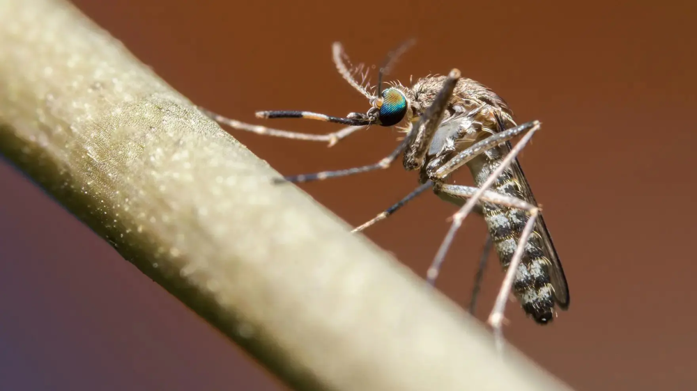 Google to release millions of mosquitoes into the wild in California
