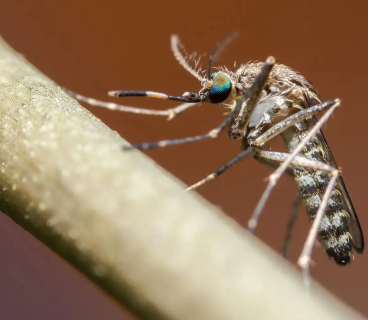 Google to release millions of mosquitoes into the wild in California